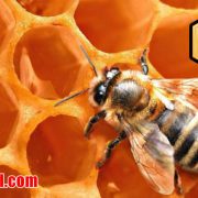 سایت فروش عسل طبیعی