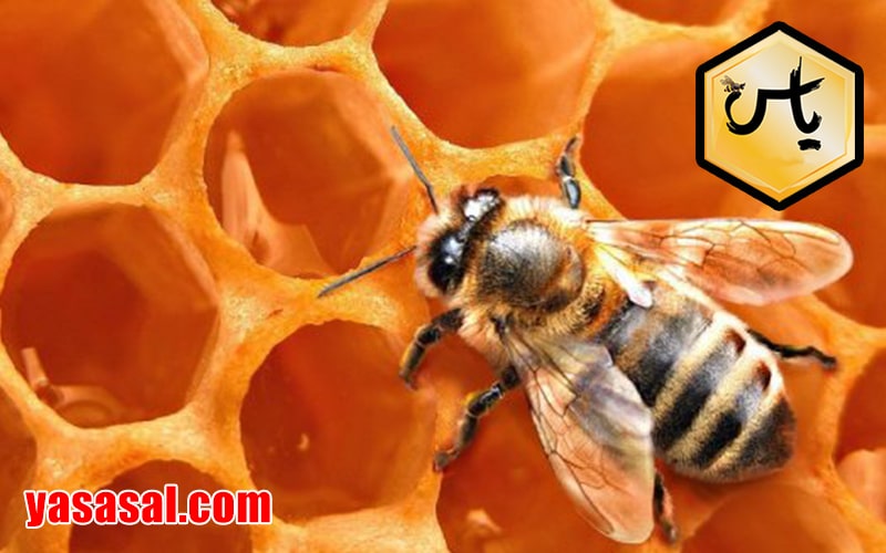 شرکت پخش انواع عسل